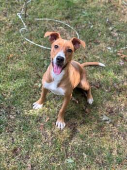 Rescue Mixed Breed Dogs for Adoption in South Kingstown, Rhode Island - Wiggles | PetCurious