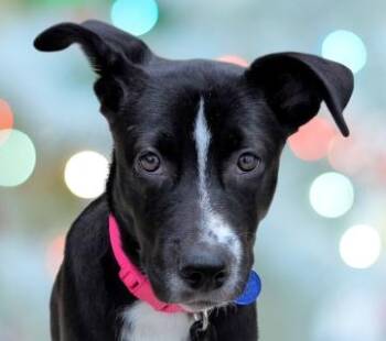 Marina -  Labrador Retriever Dog for Adoption in Schaumburg, Illinois - Marina | PetCurious