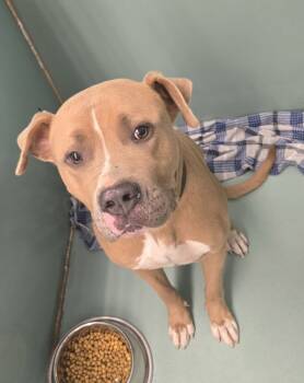 Rescue Mastiff and Pit Bull Terrier Dogs for Adoption in Roanoke, Virginia - Summit | PetCurious