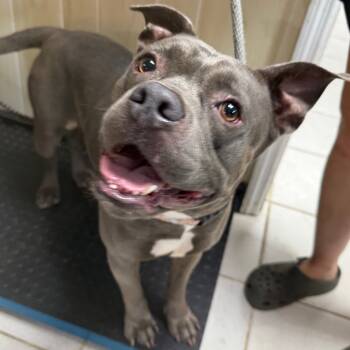 Rescue Mixed Breed Dogs for Adoption in Savannah, Georgia - Harvey Wallbanger | PetCurious