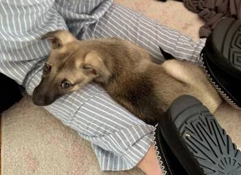 Toffee -  Chihuahua Dog for Adoption in Greenlawn, New York - Toffee | PetCurious