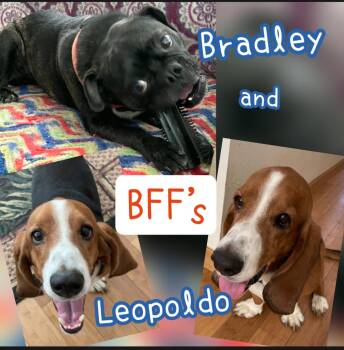 Leopold -  Basset Hound Dog for Adoption in Plano, Texas - Leopold | PetCurious