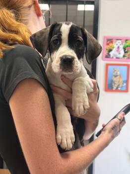 Shirley Ann -  Hound and Pit Bull Terrier Dog for Adoption in Sorrento, Louisiana - Shirley Ann | PetCurious