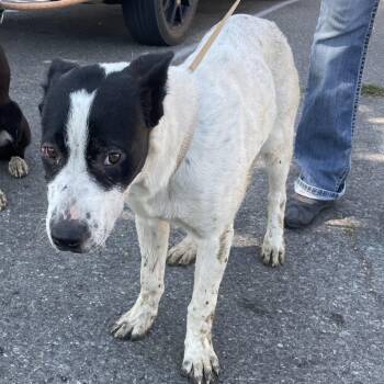 Faye SPWA-Stray-149306 -  Pointer and Labrador Retriever Dog for Adoption in Spokane, Washington - Faye SPWA-Stray-149306 | PetCurious