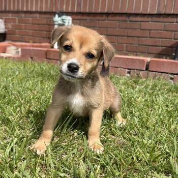 Spaniel and Labrador Retriever Dogs Available for Adoption in San Diego, California - Flounder | PetCurious
