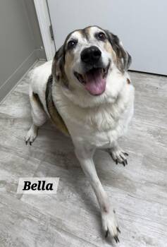 Bella -  Coonhound Dog for Adoption in Urbana, Ohio - Bella | PetCurious