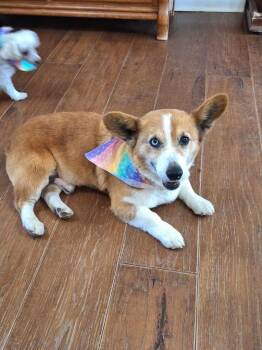 Corgi Dogs Available for Adoption in Cullman, Alabama - Frank | PetCurious