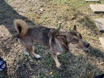 PERCY -  Husky and Mixed Breed Dog for Adoption in Grand Prairie, Texas - PERCY | PetCurious