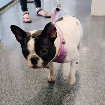 French Bulldog Dogs Available for Adoption in Allentown, Pennsylvania - Sally | PetCurious