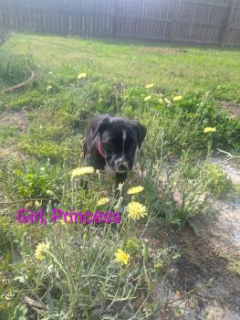 Labrador Retriever Dogs Available for Adoption in Houston, Texas - Princess Peach | PetCurious