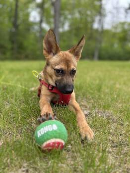 Gunner - Big Ears, Bigger Heart -  German Shepherd Dog and Beagle Dog Available for Adoption in Carolina, Carolina - Gunner - Big Ears, Bigger Heart | PetCurious