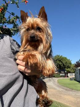 Jackson -  Silky Terrier Dog for Adoption in Temecula, California - Jackson | PetCurious
