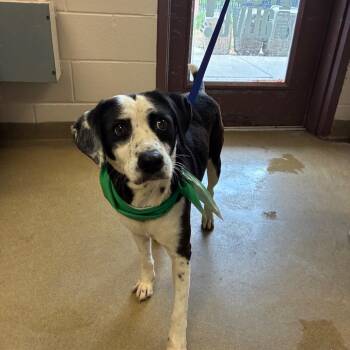 Paris Milton -  Pit Bull Terrier and Mixed Breed Dog for Adoption in Hagerstown, Maryland - Paris Milton | PetCurious