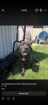 Peter quill, Gamora, Nova, Rocket -  Black Labrador Retriever and Great Dane Dog Available for Adoption in Ephrata, Washington - Peter Quill, Gamora, Nova, Rocket | PetCurious