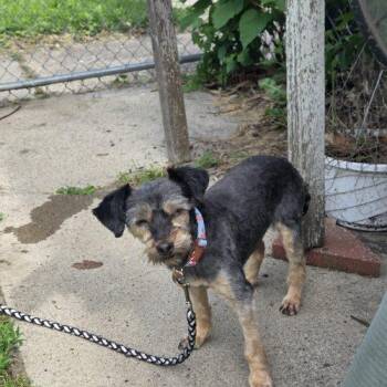 MADDIE -  Yorkshire Terrier and Mixed Breed Dog Available for Adoption in Kirksville, Missouri - MADDIE | PetCurious