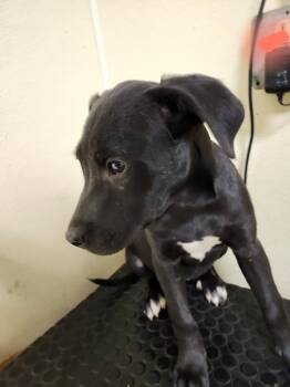 Rescue Labrador Retriever and Great Pyrenees Dogs for Adoption in Ellijay, Georgia - Midge | PetCurious