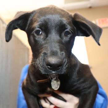 Cammie -  Mixed Breed Dog for Adoption in Port Washington, New York - Cammie | PetCurious