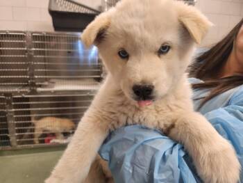 Mixed Breed Dogs Available for Adoption - JEWEL | PetCurious