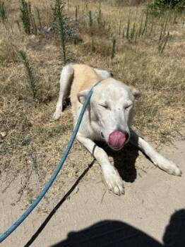 Howie -  Labrador Retriever and Shetland Sheepdog Sheltie Dog for Adoption in Fresno, California - Howie | PetCurious