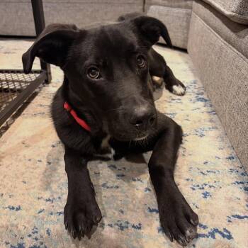 Rescue Labrador Retriever Dogs for Adoption in Hopkinton, Massachusetts - Cody | PetCurious