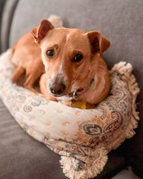 Paty -  Chihuahua and Terrier Dog for Adoption in Calgary, Alberta - Paty | PetCurious