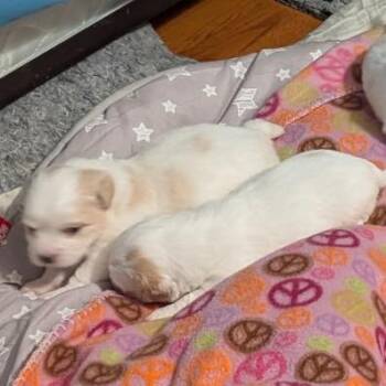 Cooper -  Mixed Breed Dog for Adoption in Oak Brook, Illinois - Cooper | PetCurious