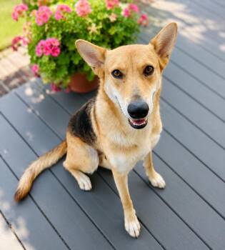 Lilly Bell -  Carolina Dog and German Shepherd Dog Dog for Adoption in Houston, Texas - Lilly Bell | PetCurious