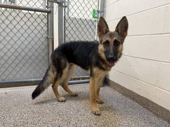 Ruby -  Shepherd Dog for Adoption in Hilton Head Island, South Carolina - Ruby | PetCurious