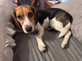 Rescue Beagle Dogs for Adoption in Valrico, Florida - Sofia Bea | PetCurious