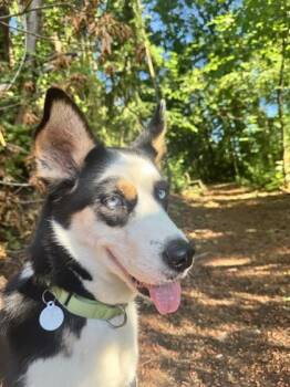 Sam -  Siberian Husky and Mixed Breed Dog for Adoption in Bellevue, Washington - Sam | PetCurious