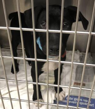 Scrappy -  Labrador Retriever Dog for Adoption in Parma, Ohio - Scrappy | PetCurious