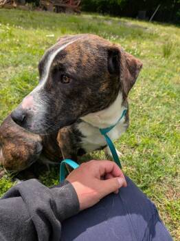 Hound Dogs Available for Adoption in Statesville, North Carolina - Bega | PetCurious