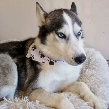 Rescue Siberian Husky Dogs for Adoption in San Diego, California - Zeus | PetCurious