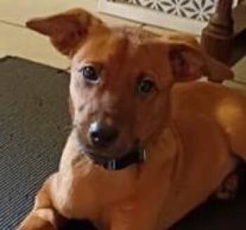 Vanessa -  Retriever and Mixed Breed Dog for Adoption in Kansas City, Missouri - Vanessa | PetCurious