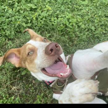 Boris PF -  Hound and Mixed Breed Dog for Adoption in Austin, Texas - Boris PF | PetCurious