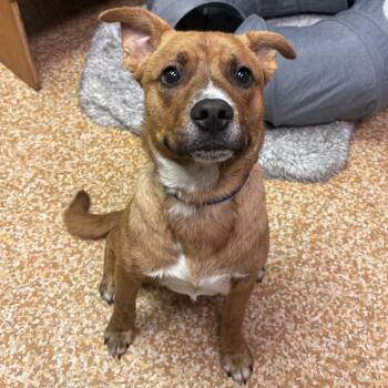 Ruger -  American Staffordshire Terrier Dog for Adoption in Chehalis, Washington - Ruger | PetCurious