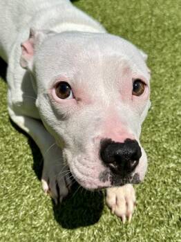 Baby Gworl -  Mixed Breed Dog for Adoption in Wichita, Kansas - Baby Gworl | PetCurious