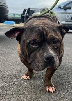 Meadow -  Mixed Breed Dog for Adoption in Eugene, Oregon - Meadow | PetCurious