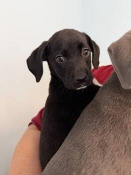 Daniel -  Mixed Breed Dog for Adoption in Munster, Indiana - Daniel | PetCurious