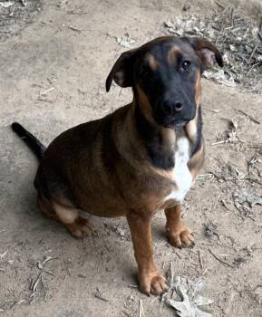 Gina -  Mixed Breed Dog Available for Adoption in Northwood, New Hampshire - Gina | PetCurious