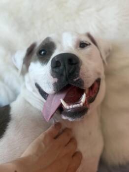 Ocean -  Pit Bull Terrier Dog for Adoption in Santa Monica, California - Ocean | PetCurious