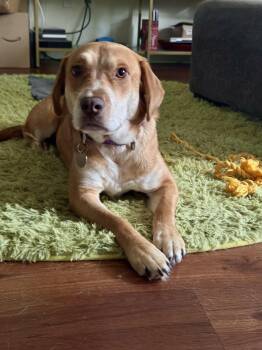 Molly -  Yellow Labrador Retriever Dog for Adoption in Mooresville, North Carolina - Molly | PetCurious
