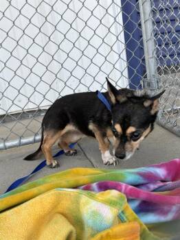 Sage -  Chihuahua Dog for Adoption in Thousand Oaks, California - Sage | PetCurious