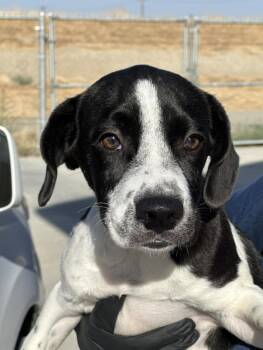 Chance -  Pointer and Labrador Retriever Dog for Adoption in New York, New York - Chance | PetCurious