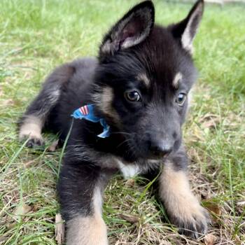 Pip Squeak (In Foster Home) -  Shepherd Dog for Adoption in Orland Hills, Illinois - Pip Squeak (In Foster Home) | PetCurious