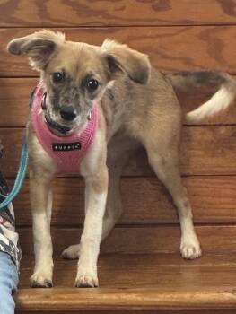 Pumpkin -  Terrier Dog for Adoption in Granbury, Texas - Pumpkin | PetCurious