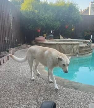 Mona -  Labrador Retriever and Shepherd Dog for Adoption in Dallas, Texas - Mona | PetCurious