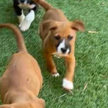 Cherry -  Labrador Retriever Dog for Adoption in Escondido, California - Cherry | PetCurious
