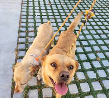 Rescue Chiweenie Dogs for Adoption in Manhattan Beach, California - Peanut And Benny Hill!! | PetCurious