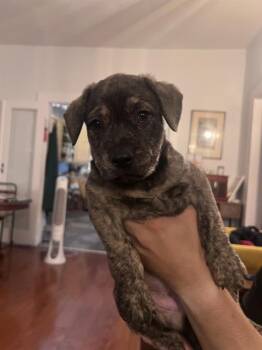 ASHBY -  American Staffordshire Terrier Dog for Adoption in San Antonio, Texas - ASHBY | PetCurious